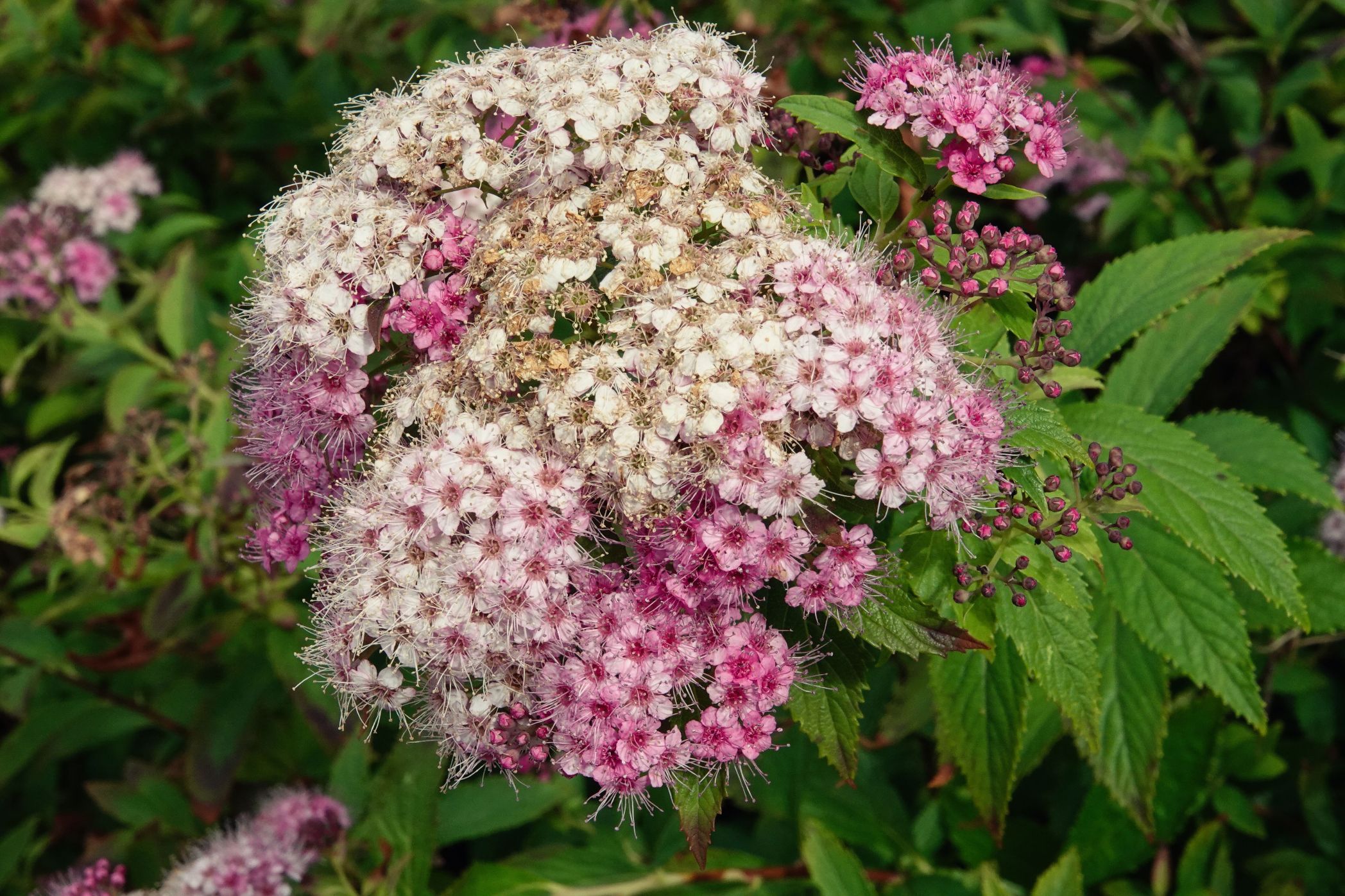 Die Schöne am Wegesrand