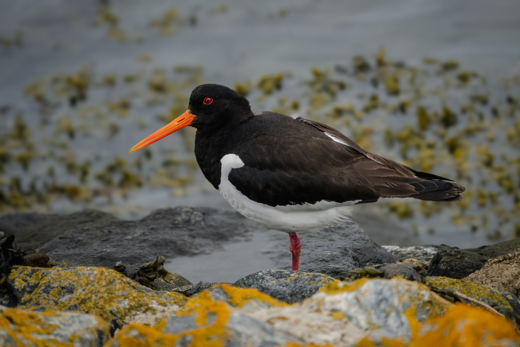 Austernfischer mit orangefarbenem Schnabel auf mit Flechten bedeckten Küstenfelsen, aufgenommen an der Nordsee in ruhiger, natürlicher Umgebung