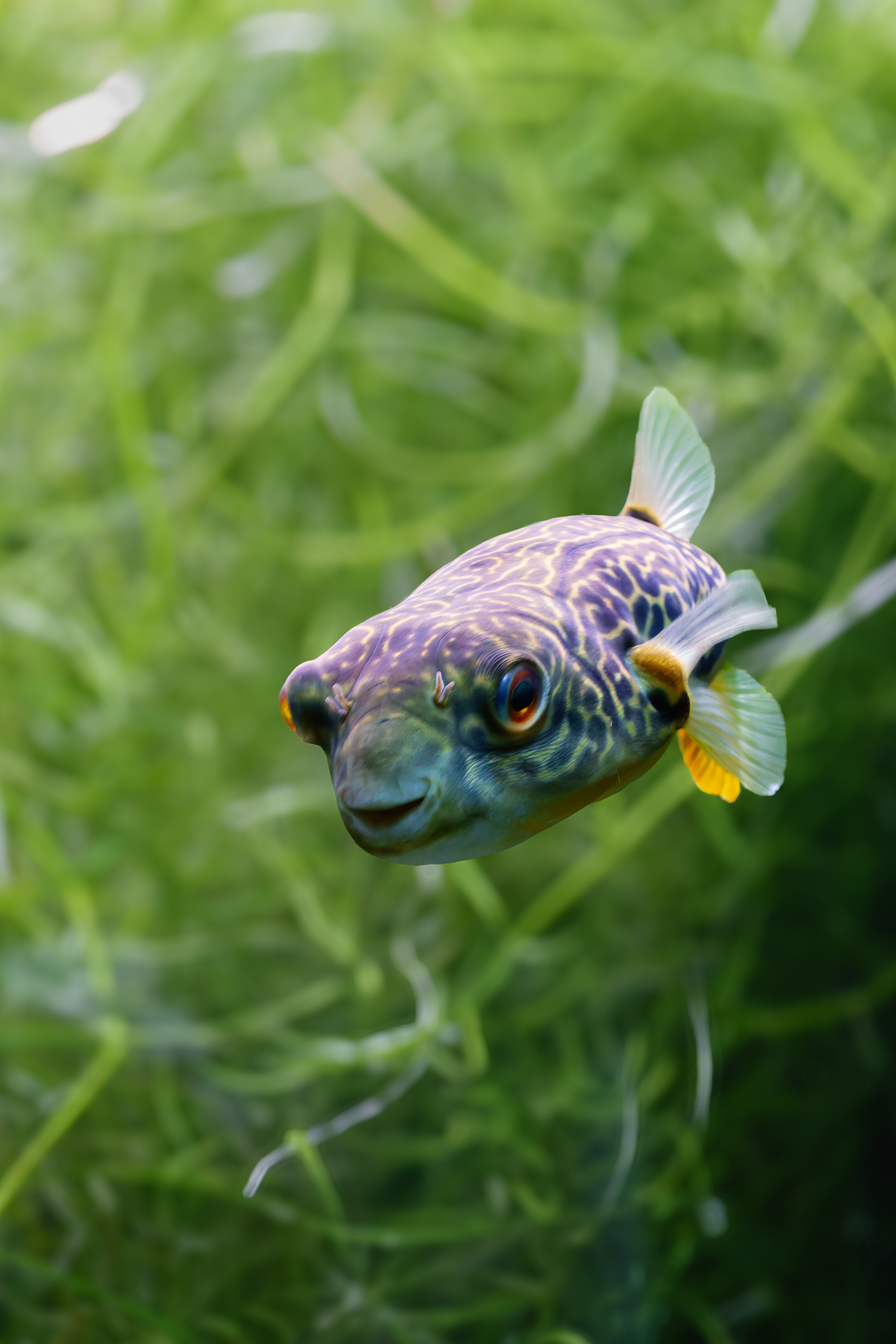 Bunter Kugelfisch schwimmt frontal durch grüne Wasserpflanzen
