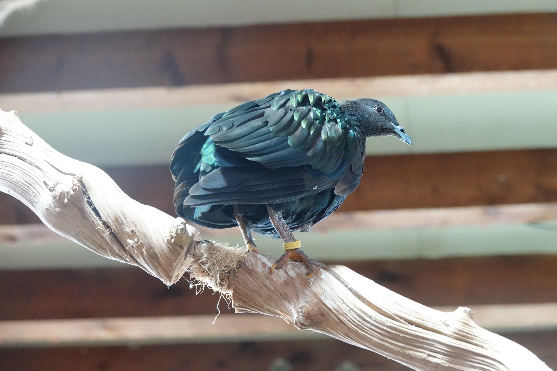 Vogel auf Ast, die JPG-Datei direkt aus der Kamera