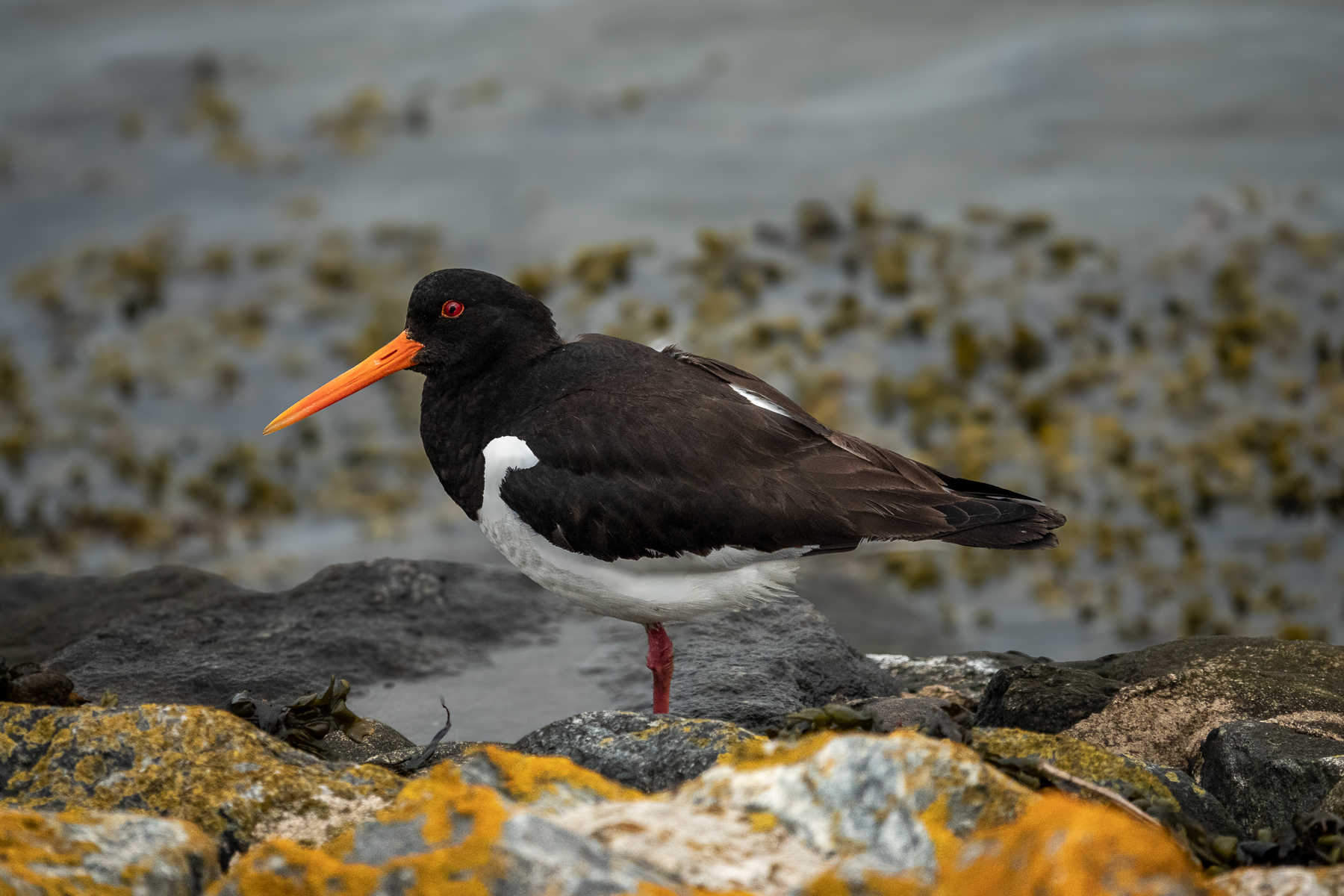 Austernfischer mit orangerotem Schnabel auf Felsen am Nordseeufer, graues Wasser im Hintergrund, aufgenommen im Sommerurlaub 2025
