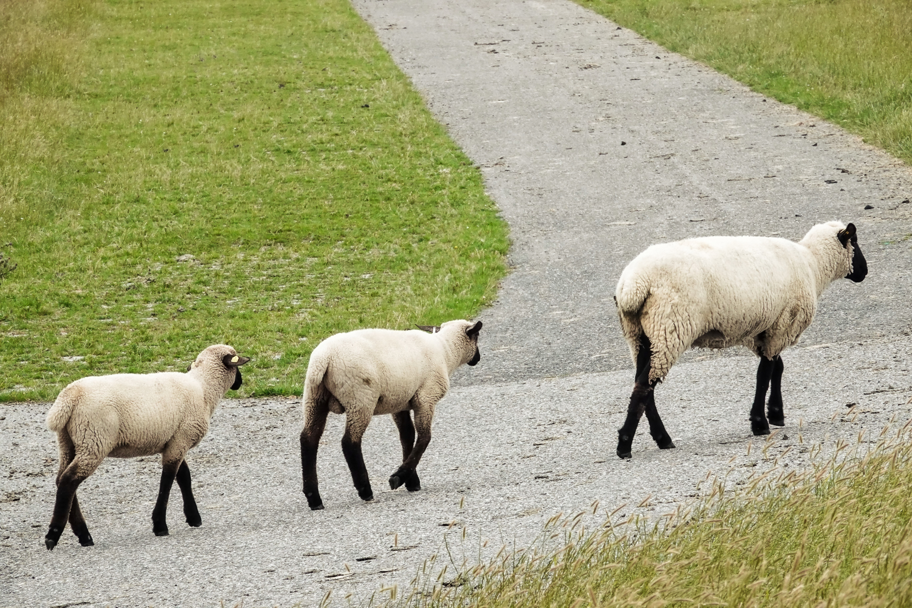 Drei Schafe laufen auf einem Deichweg an der Nordsee, ruhige Landschaftsszene mit grasbewachsenen Hügeln und typischem Küstencharakter