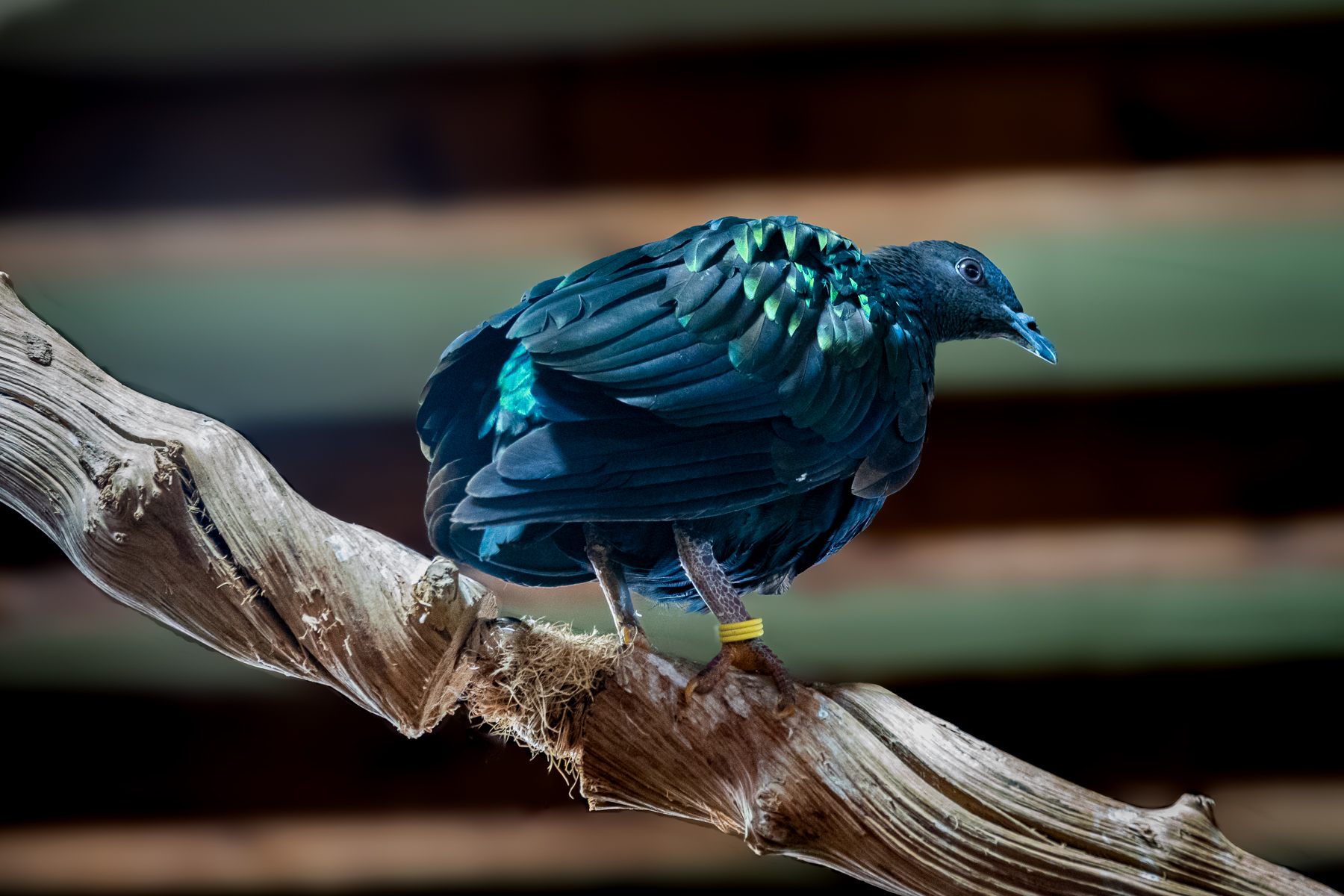 Vogel auf Ast, aus der RAW-Datei entwickelt