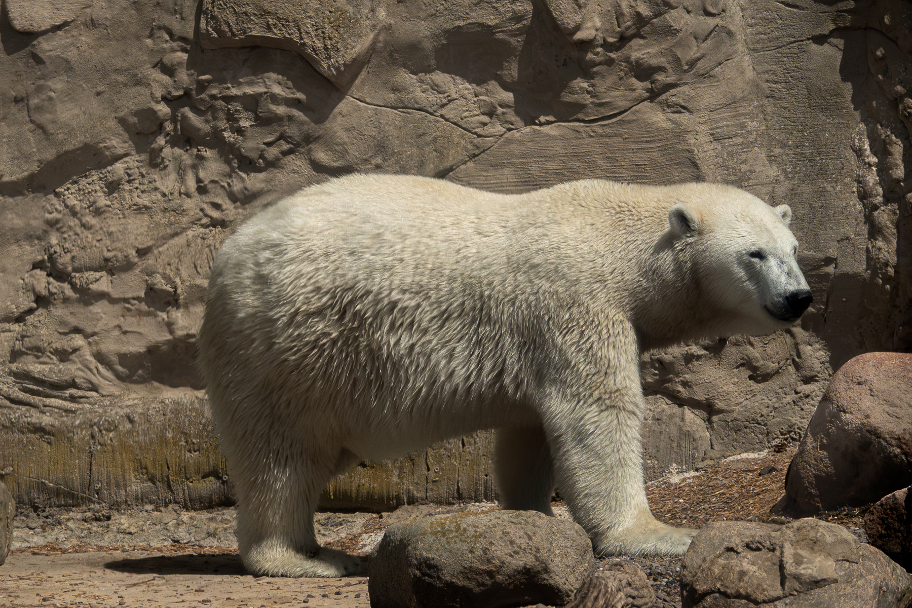 Eisbär, entwickelte RAW-Datei