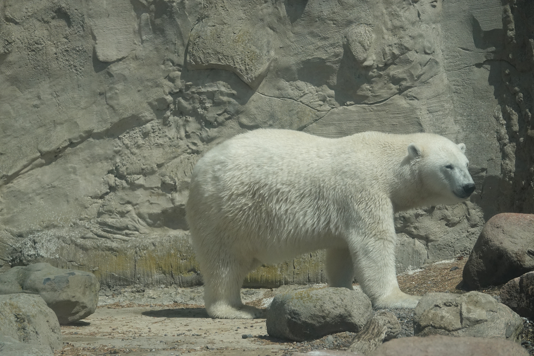Eisbär, unbearbeitete RAW-Datei