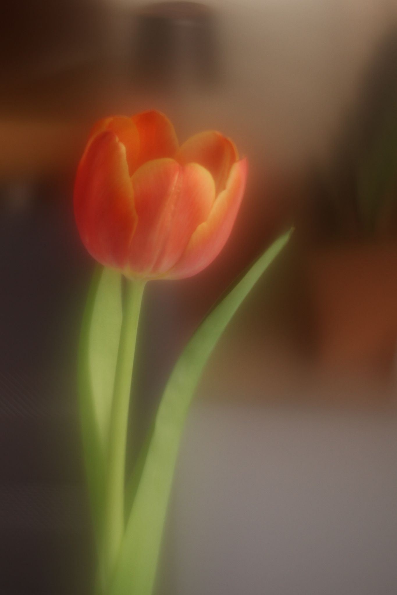 Tulpe fotografiert mit Helios-44M-4