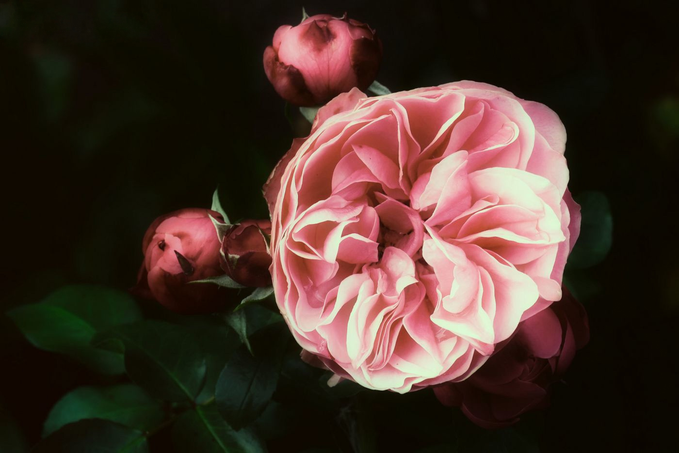 8. Mittwochsblümchen