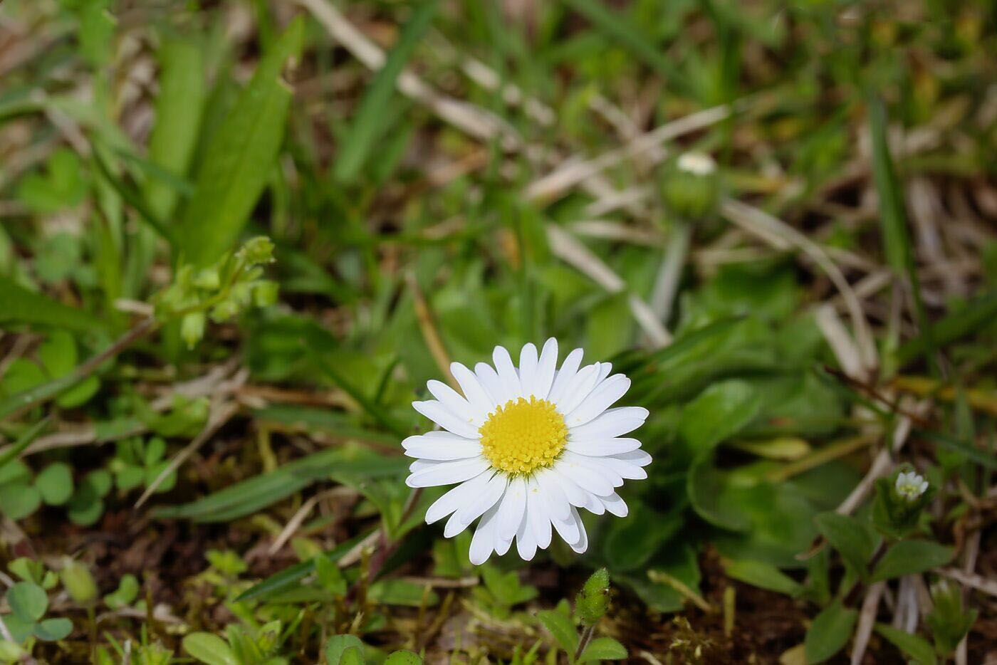 7. Mittwochsblümchen