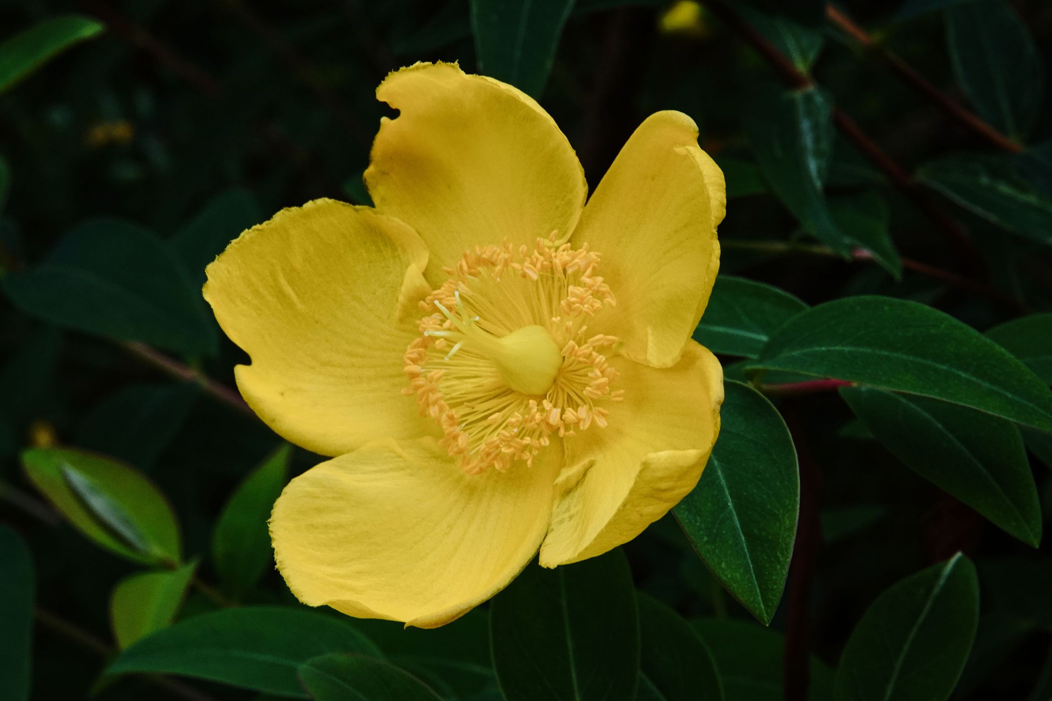 2. Mittwochsblümchen