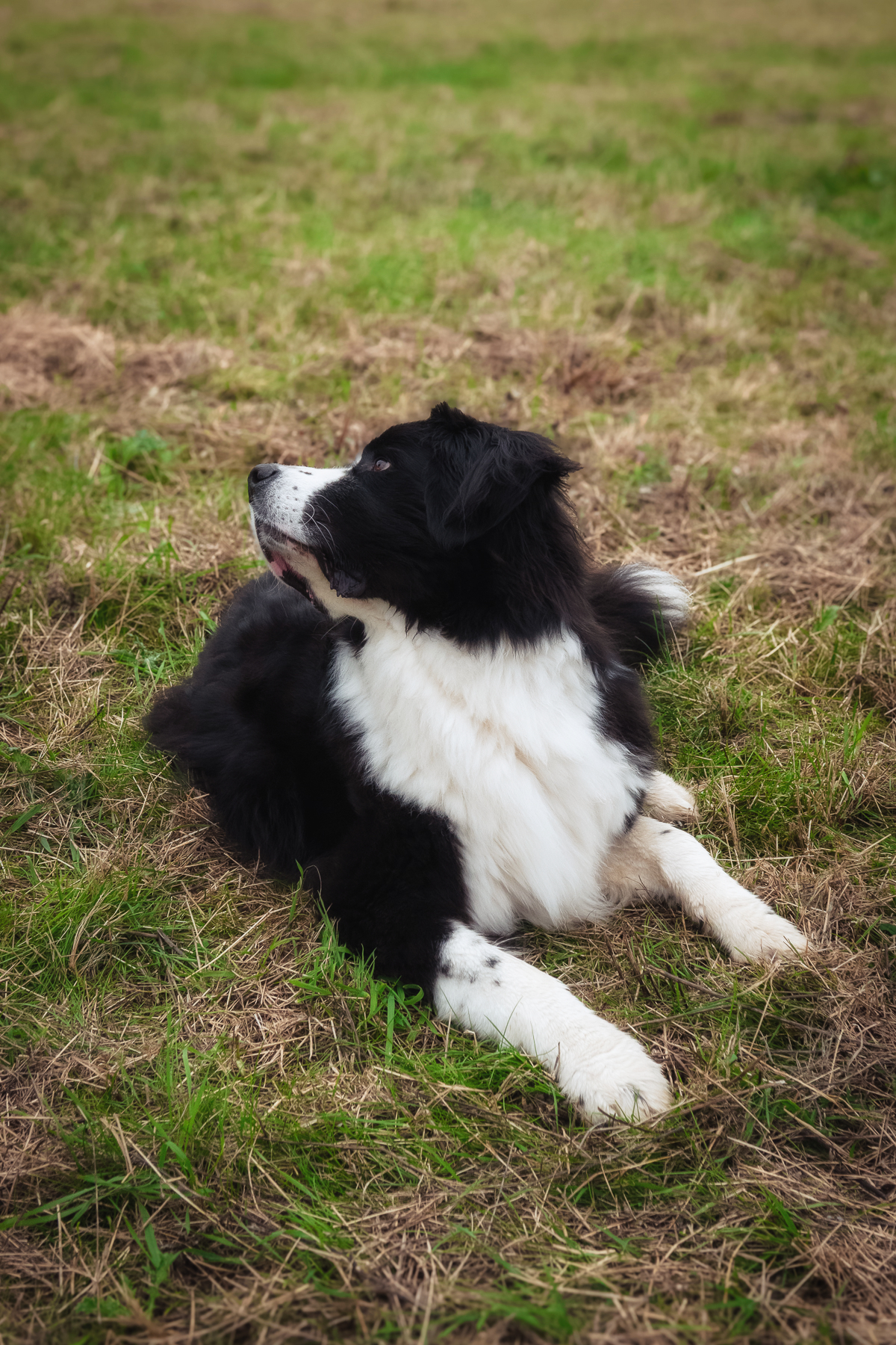 Sh fotografie saar hunde shooting 1a