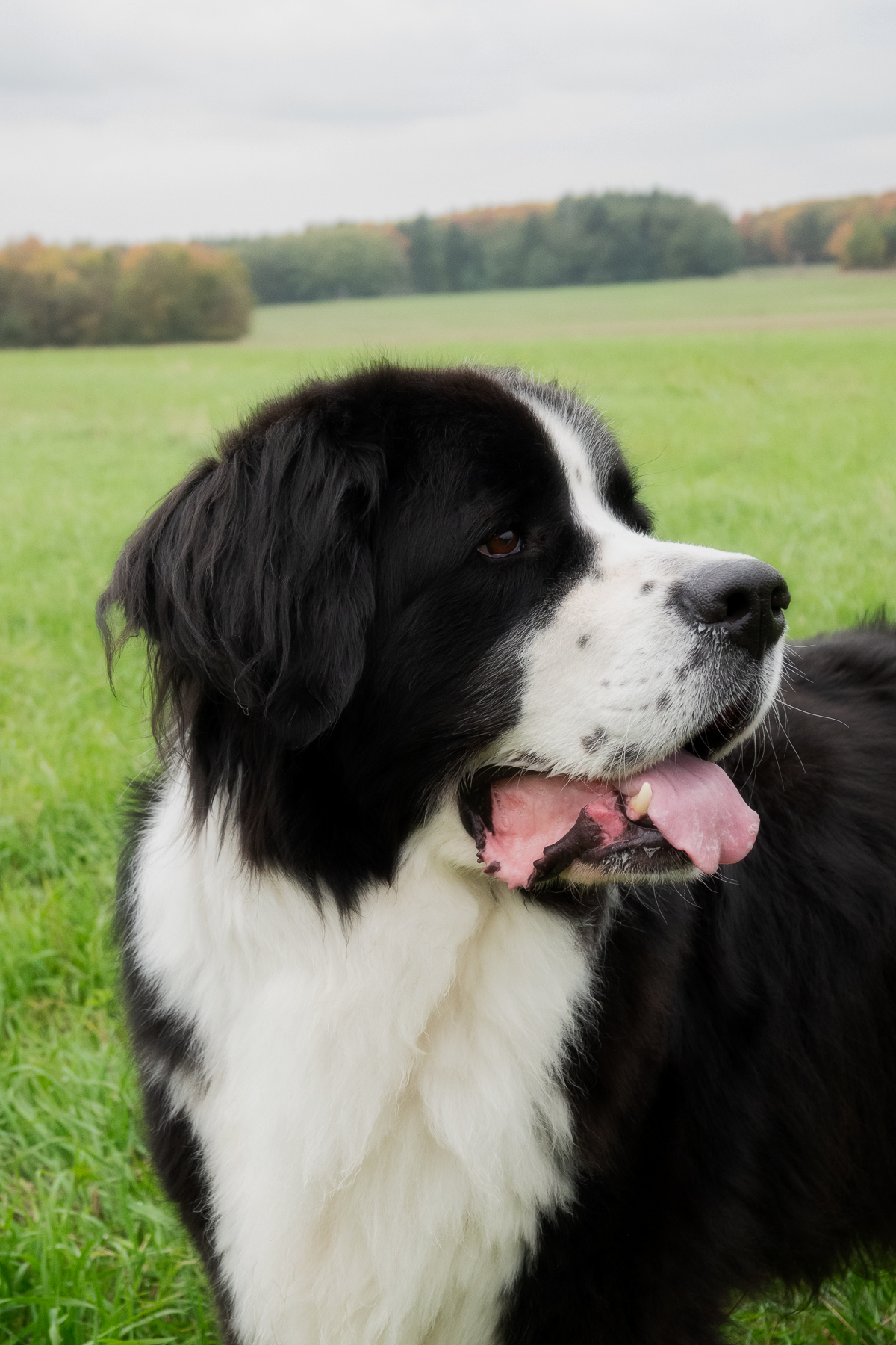 Sh fotografie saar hunde shooting 1b