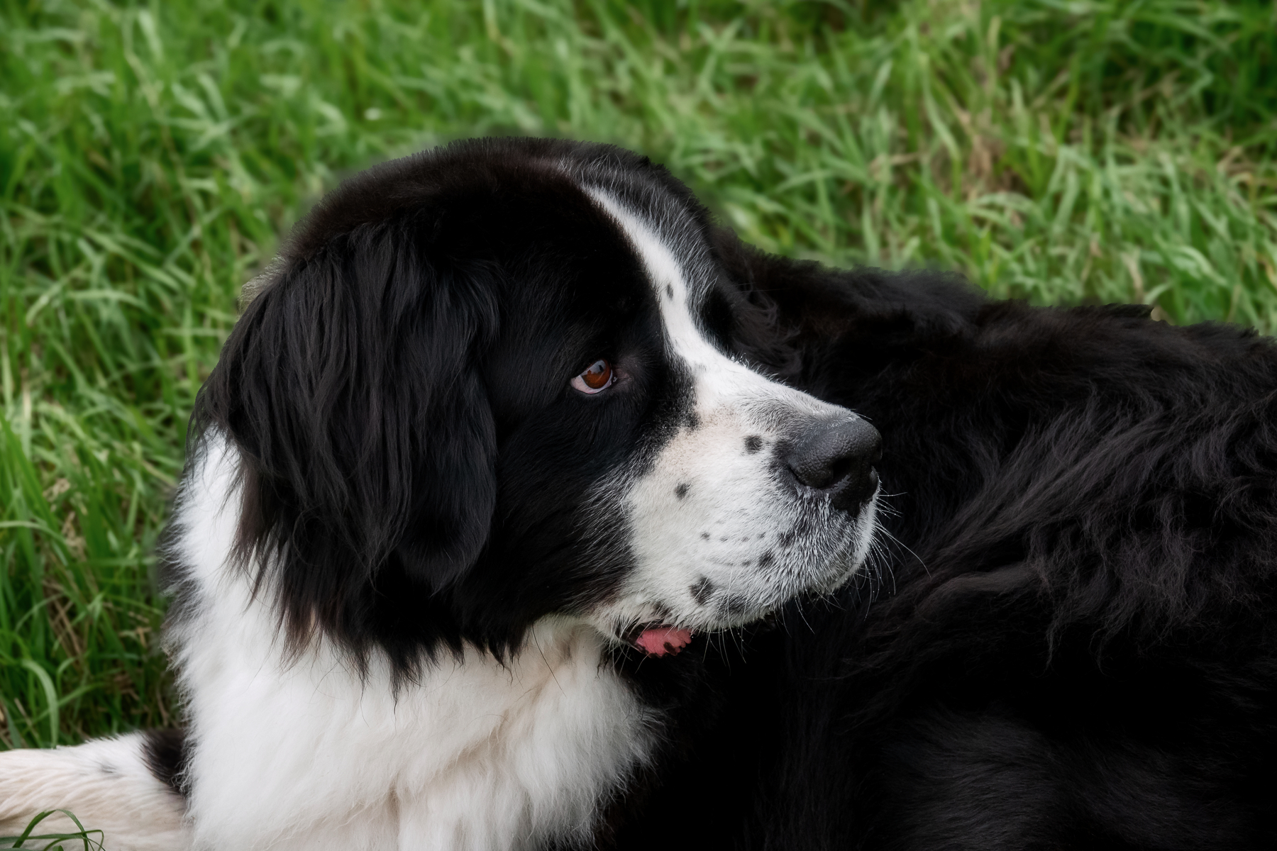 Sh fotografie saar hunde shooting 1c