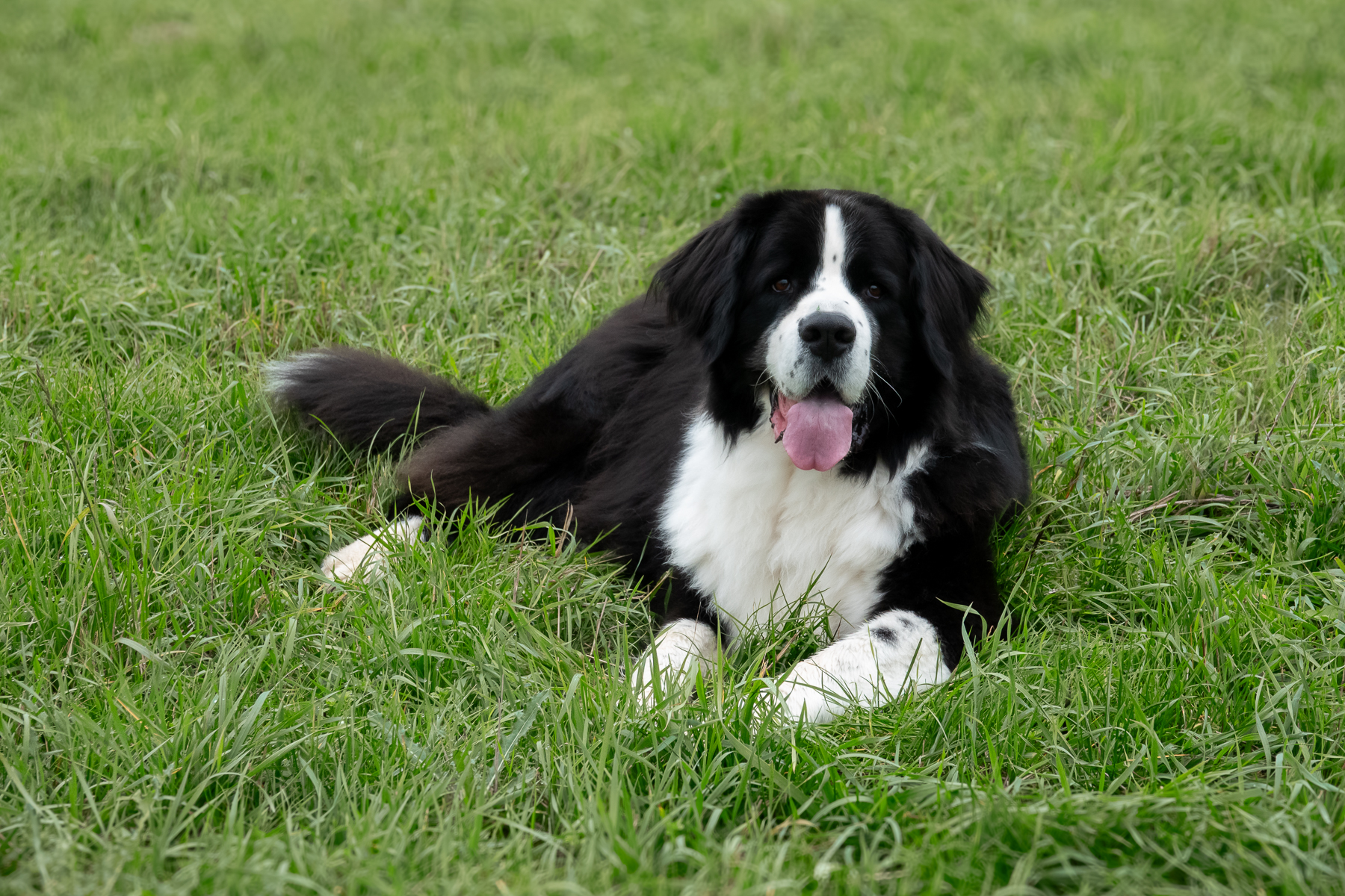 Sh fotografie saar hunde shooting 1d