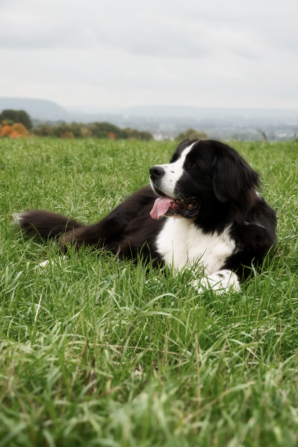 Sh fotografie saar hunde shooting 1e