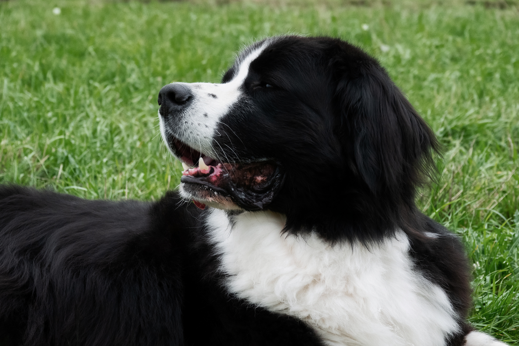 Sh fotografie saar hunde shooting 1f