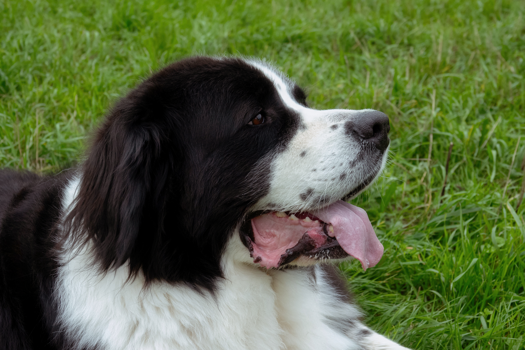 Sh fotografie saar hunde shooting 1g