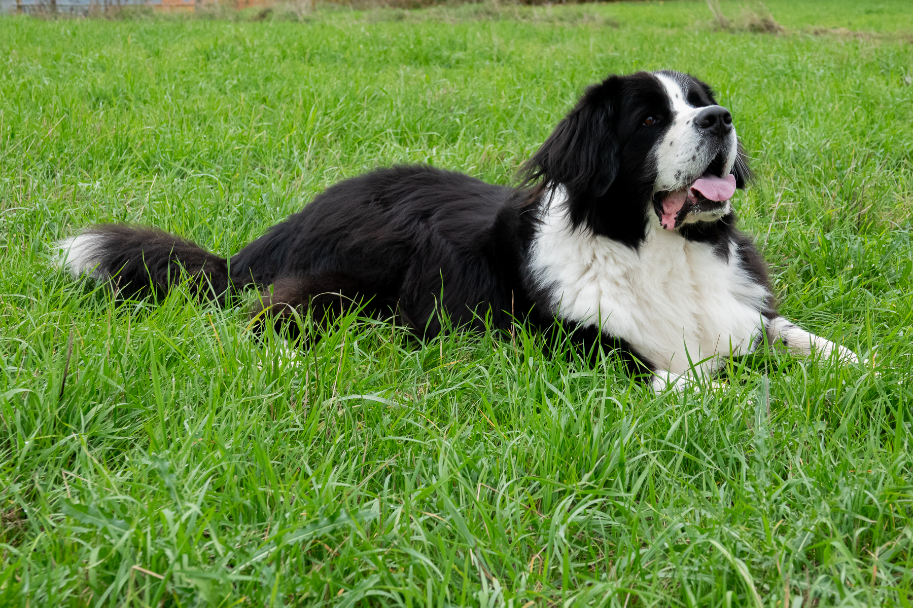 Sh fotografie saar hunde shooting 1h