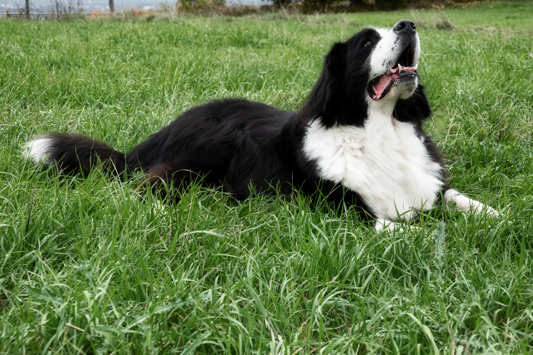 Sh fotografie saar hunde shooting 1i