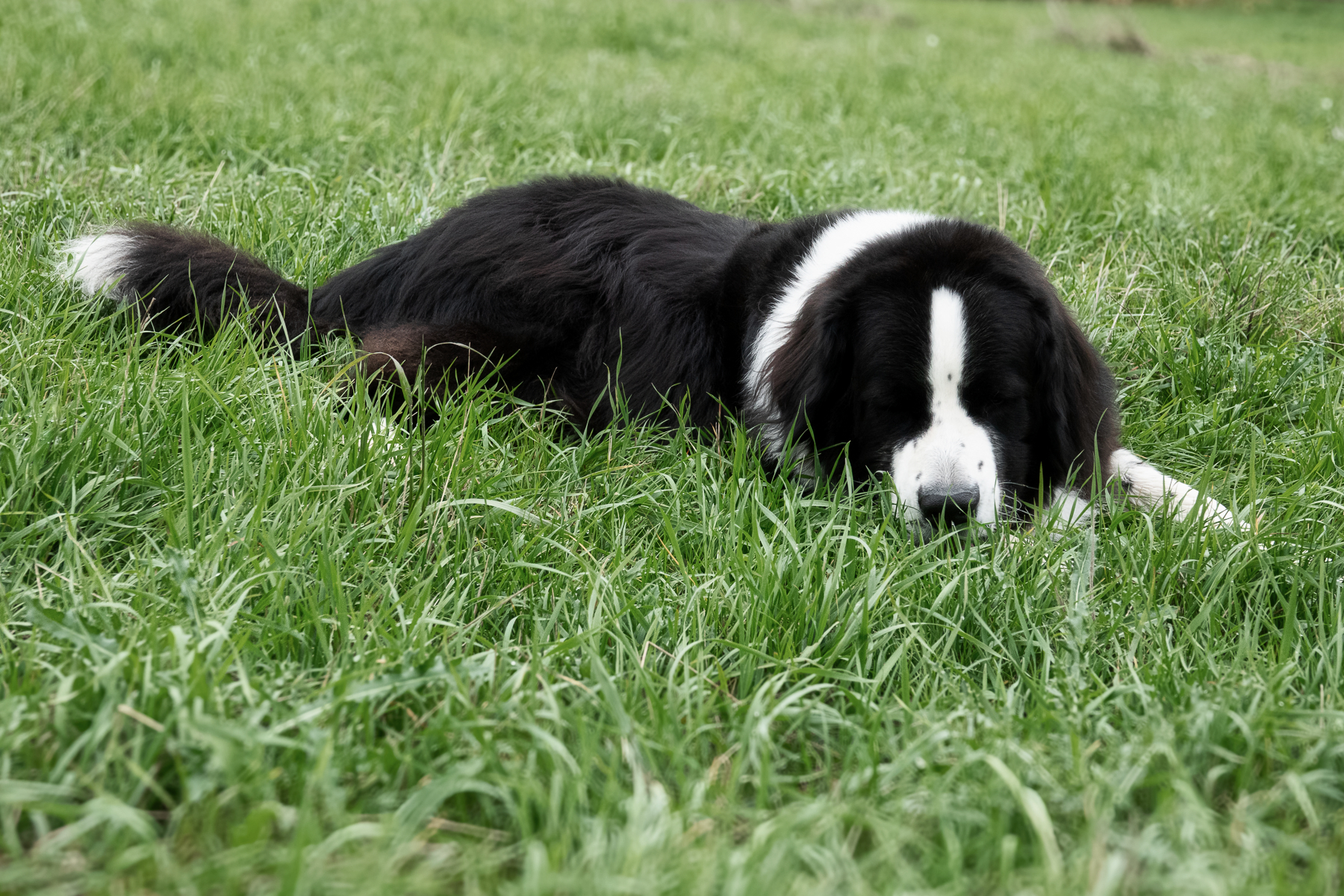 Sh fotografie saar hunde shooting 1j