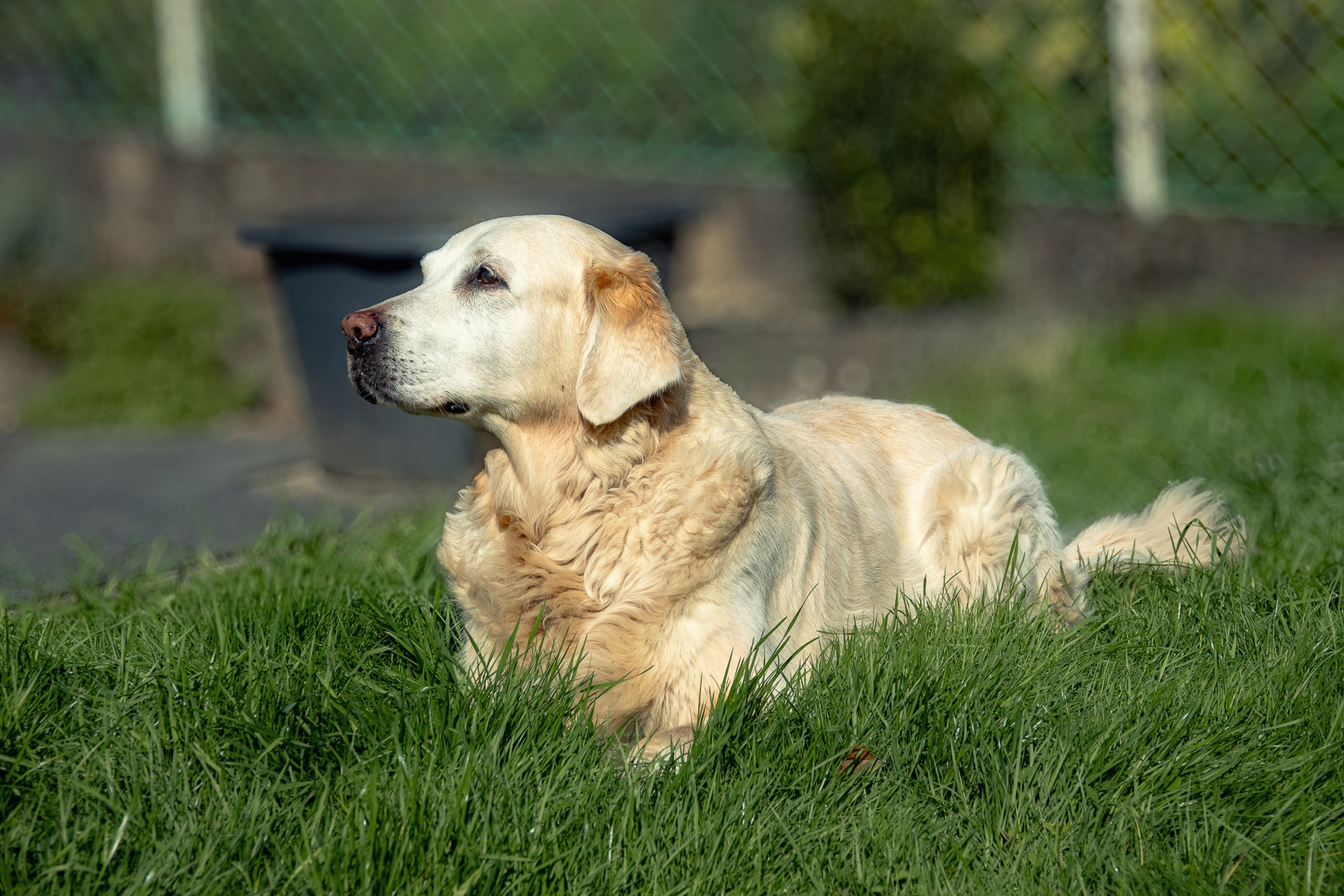 Sh fotografie saar hunde shooting 1a