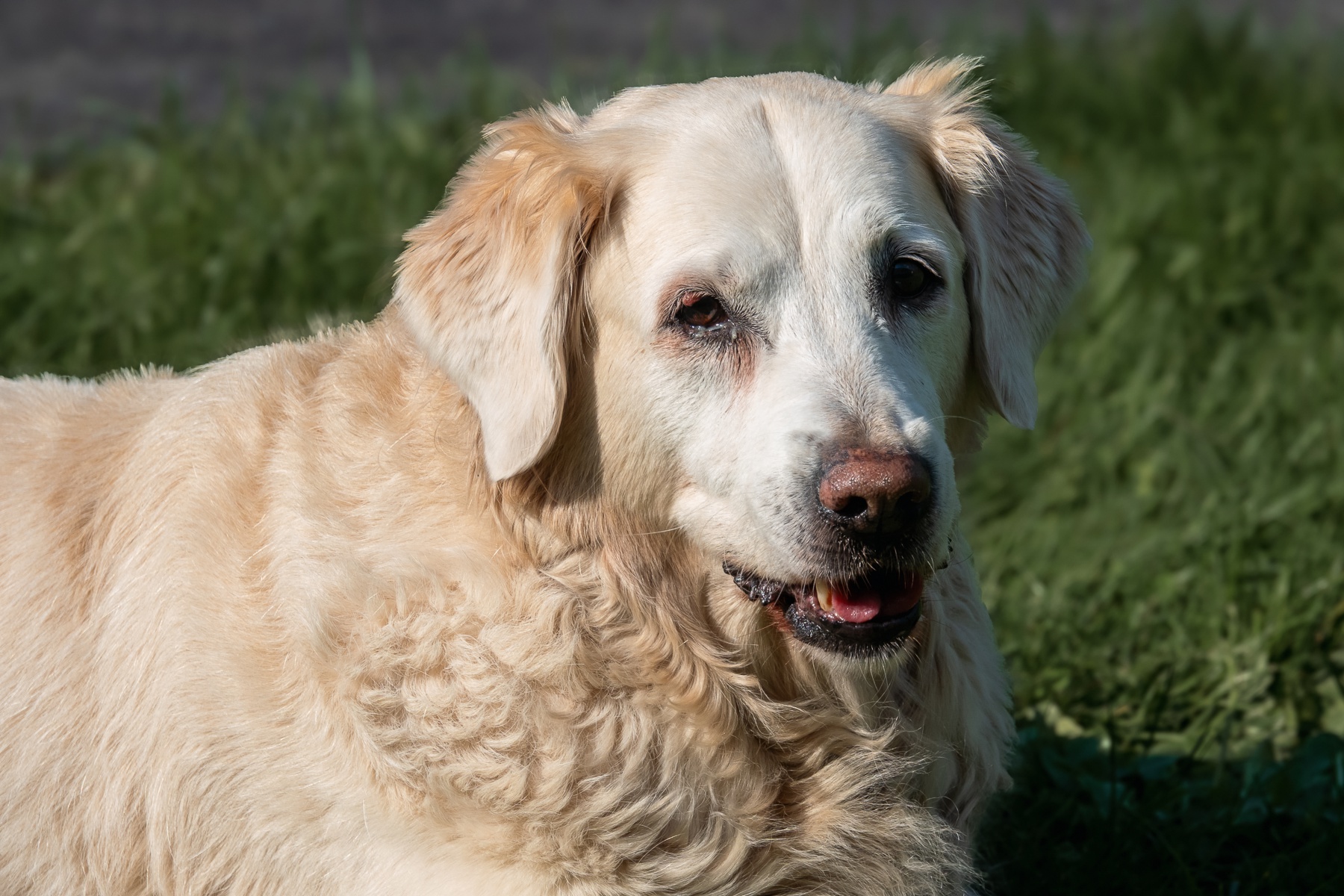 Sh fotografie saar hunde shooting 1b