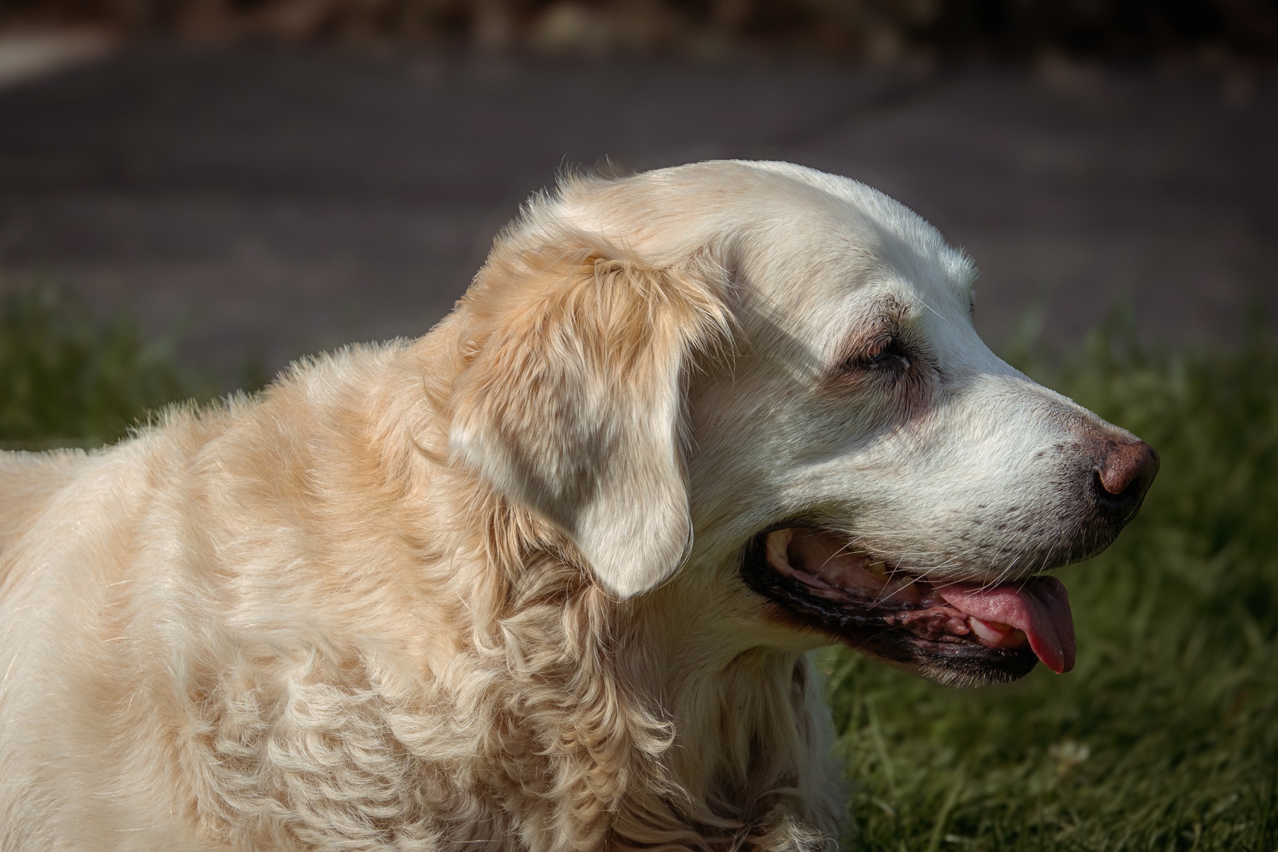 Sh fotografie saar hunde shooting 1c