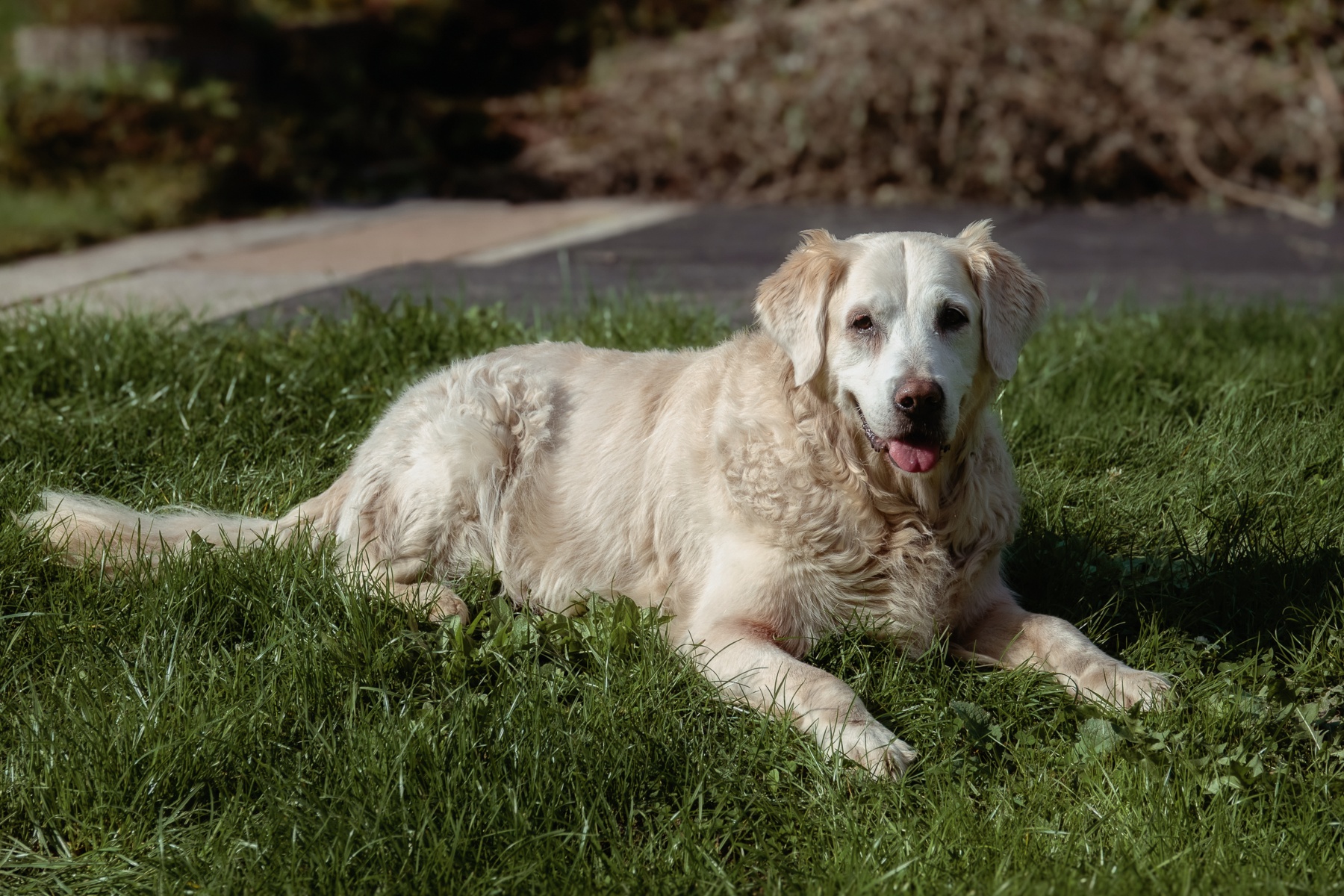 Sh fotografie saar hunde shooting 1d