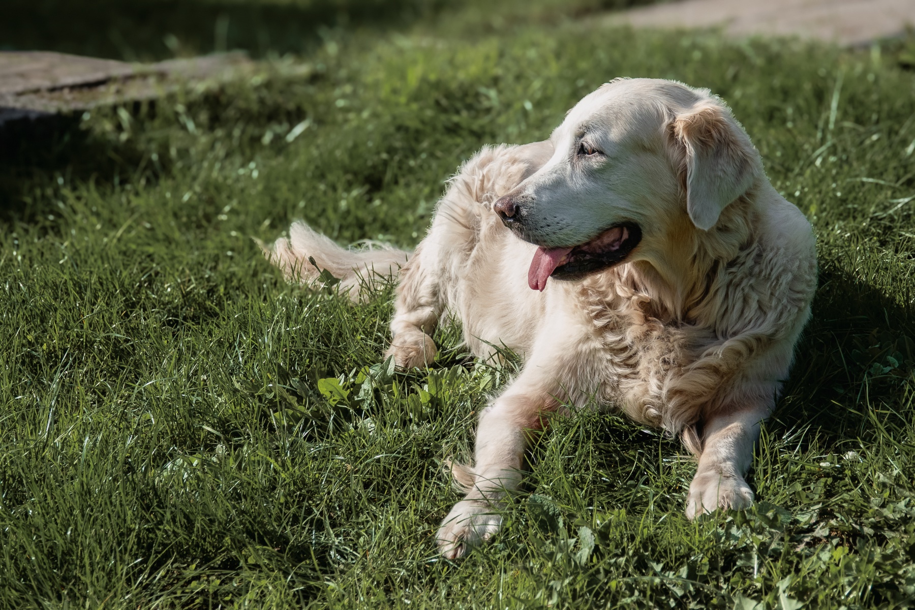 Sh fotografie saar hunde shooting 1e