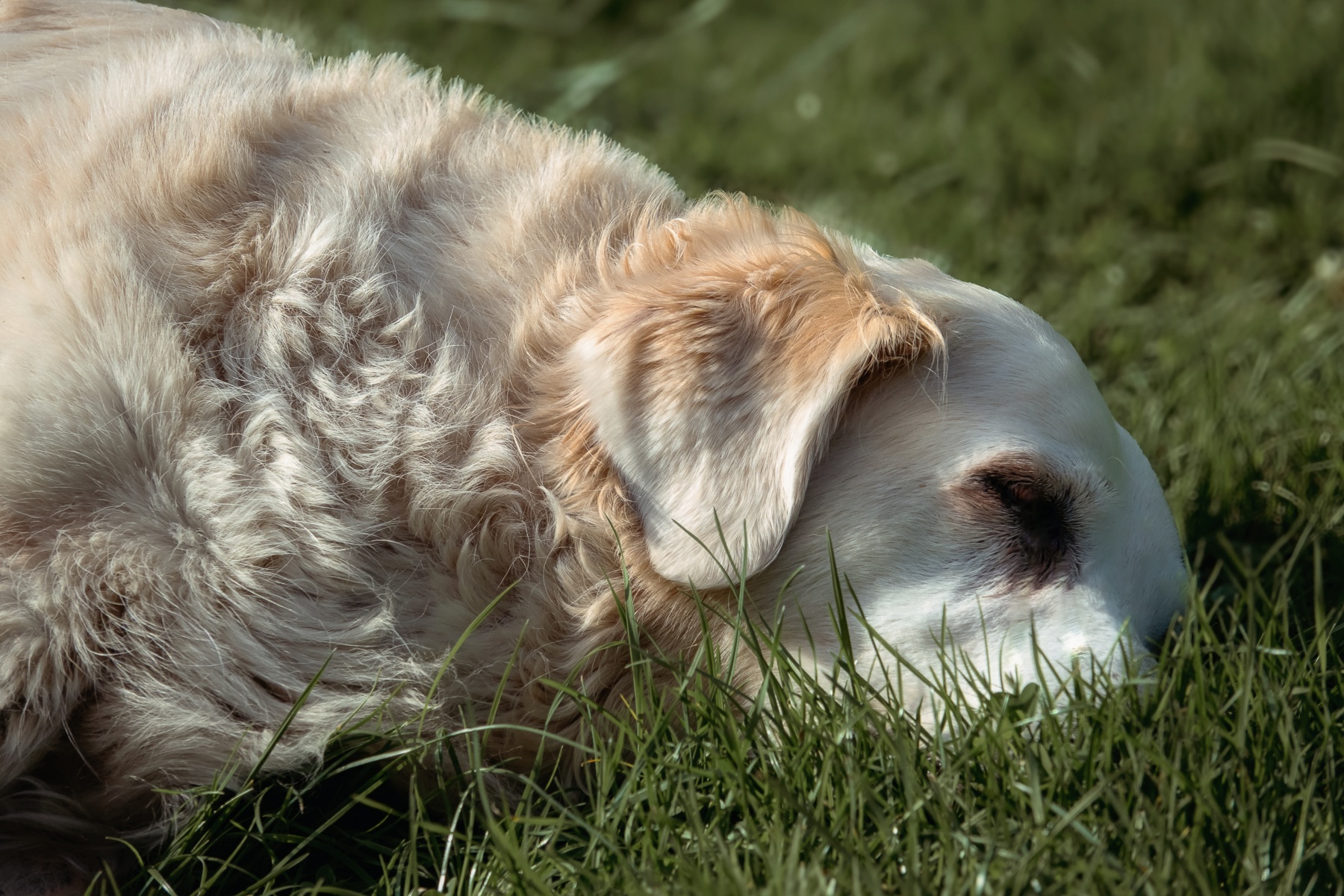Sh fotografie saar hunde shooting 1f