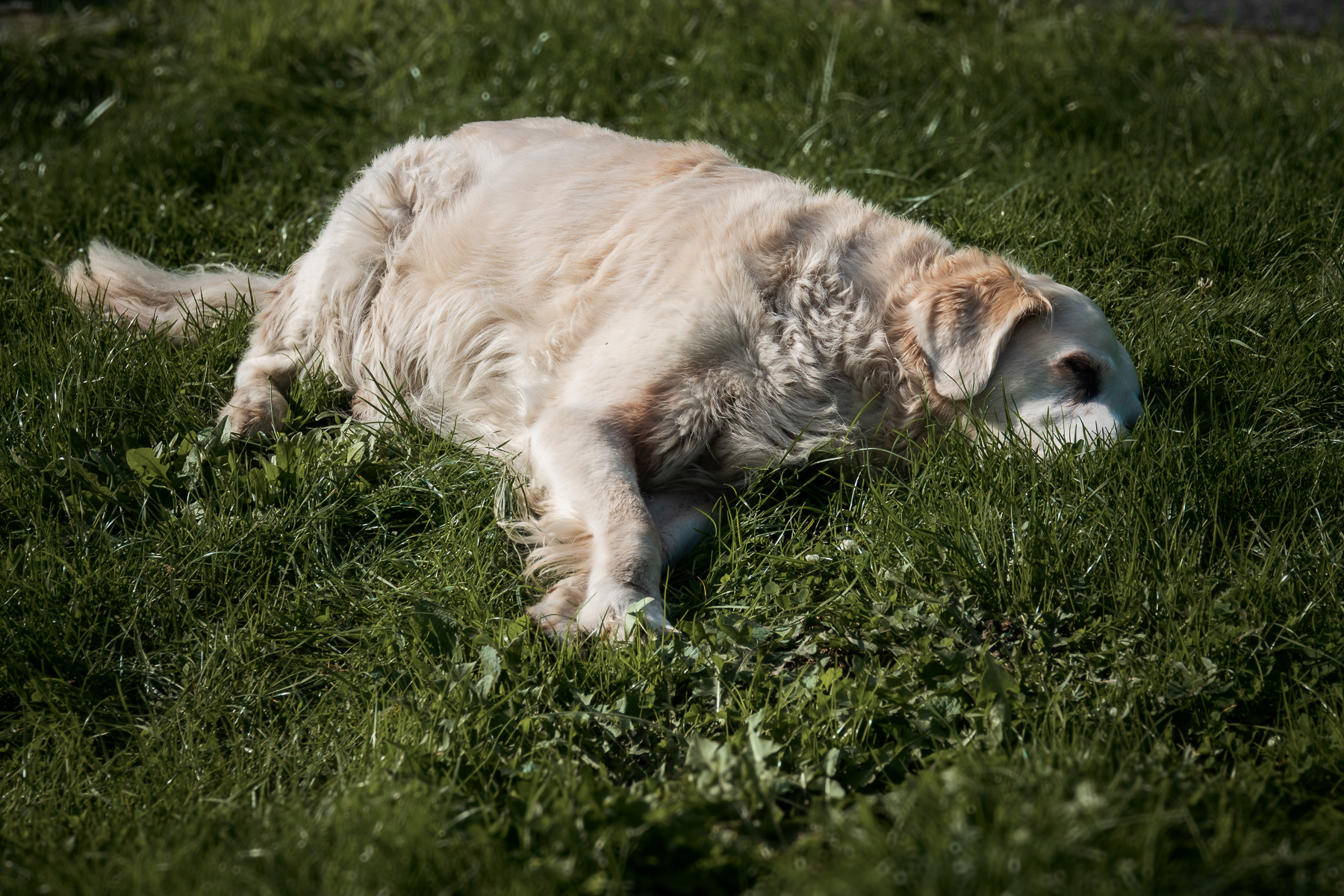 Sh fotografie saar hunde shooting 1g