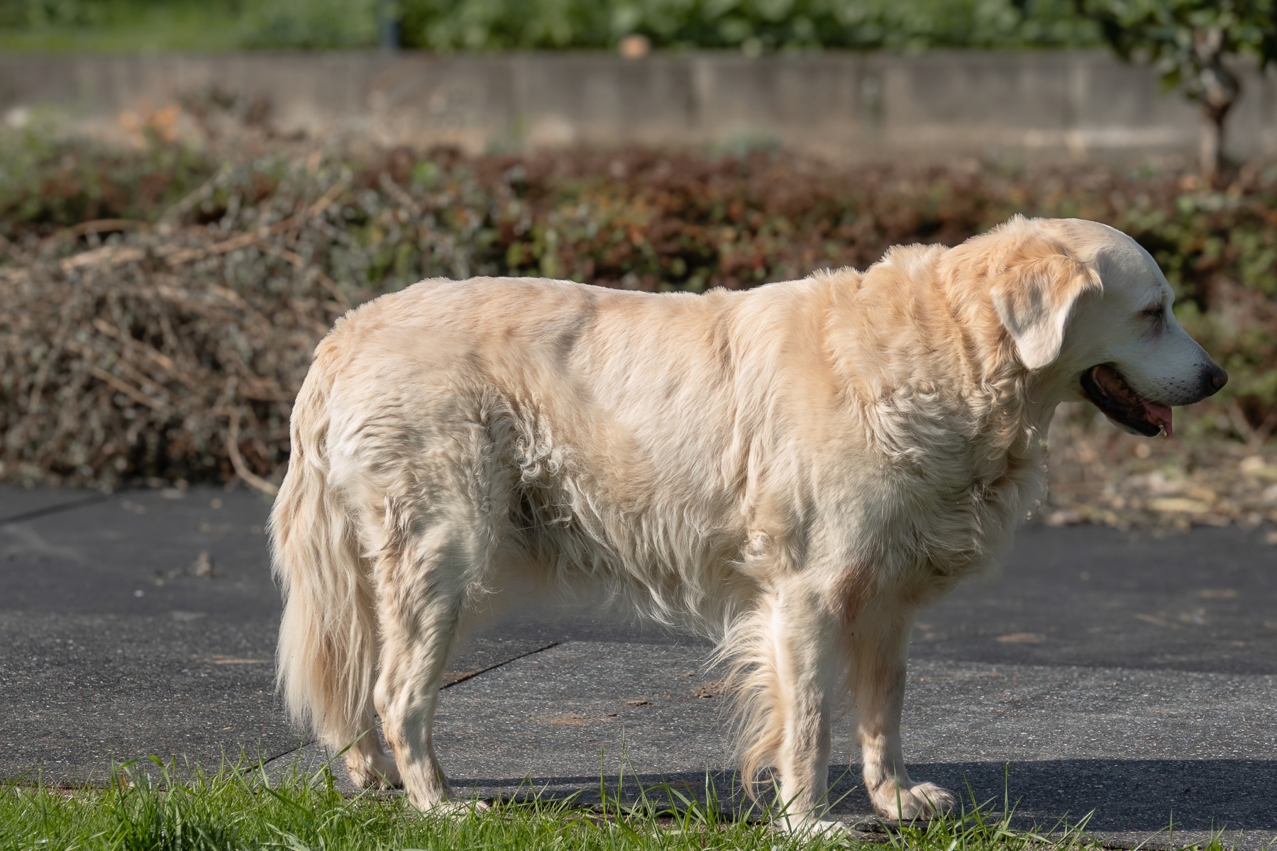 Sh fotografie saar hunde shooting 1h