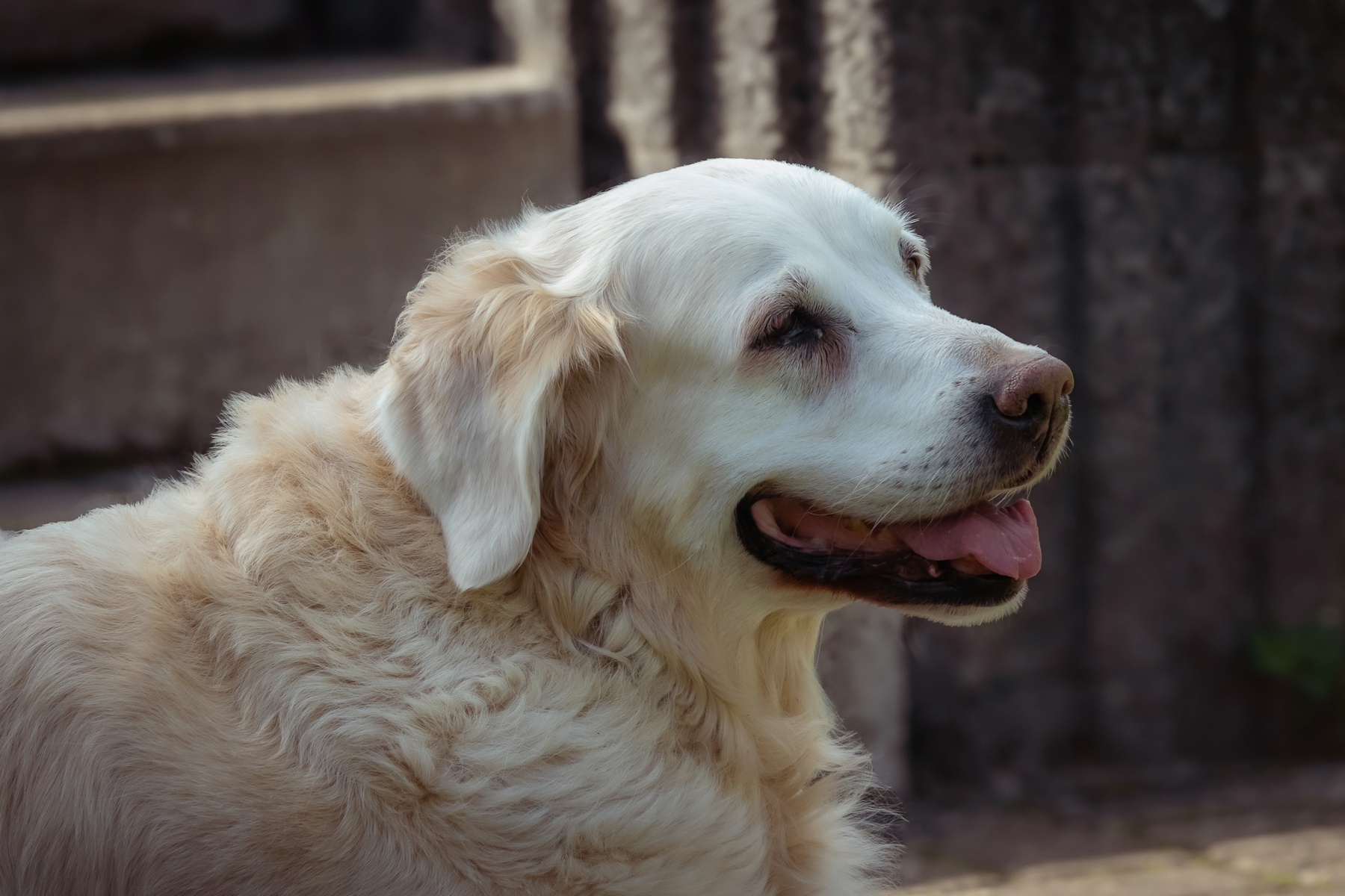 Sh fotografie saar hunde shooting 1i