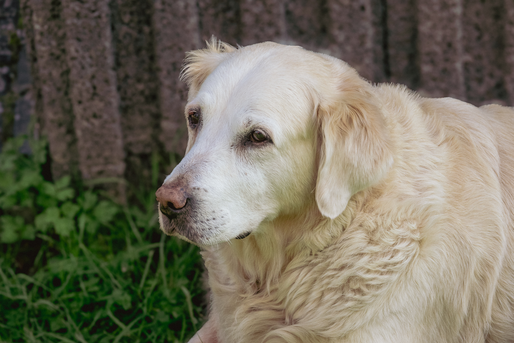Sh fotografie saar hunde shooting 1j